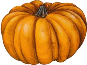 zucca